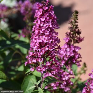 Buddleia – Leah Raspberry – 10″ Hanging Basket