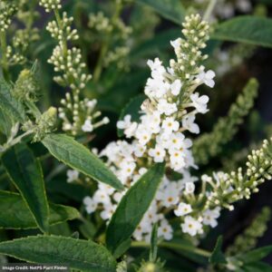 Buddleia – Leah White – 10″ Hanging Basket