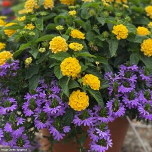 Combo – Blue Lightening – 10″ Hanging Basket