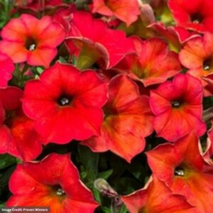 Petchoa Supercal Premium – Red Maple – 10″ Hanging Basket