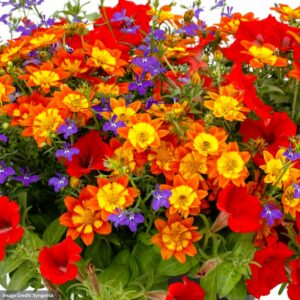 Combo – Disco Inferno – 12″ Hanging Basket