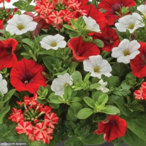 Combo – Walk of Stars – 12″ Hanging Basket