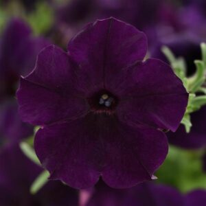 Petunia – Easy Wave Navy Velour – 306 Pack