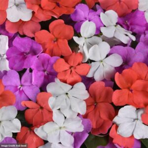 Impatiens – Beacon Pearl Island Mix – 4″ Pot