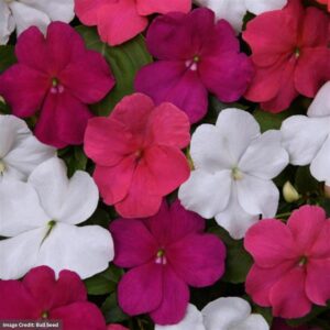 Impatiens – Beacon Portland Mix – 4″ Pot
