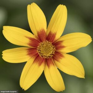 Bidens – Brazen Eternal Flame – 4.5″ Pot