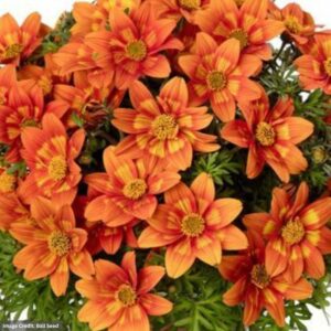 Bidens – Brazen Glowing Sky – 4.5″ Pot