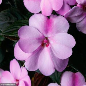 Sunpatiens – Compact Lavender – 8″ Hanging Basket