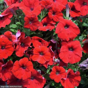 Petunia – Capella Ruby Red Improved – 4.5″ Pot