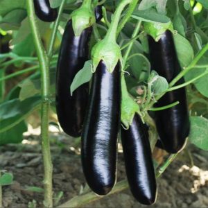Eggplant – Shoya Long – 4″ Pot