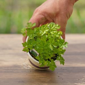 Parsley – Italian – 4″ Pot