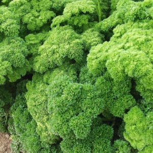 Parsley – Triple Moss Curl – 4″ Pot