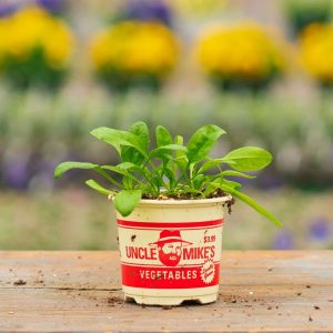 Spinach – Bloomsdale – 4″ Pot