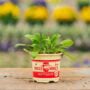 Spinach – Bloomsdale – 4″ Pot