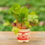 Swiss Chard – Bright Lites – 4″ Pot