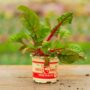 Swiss Chard – Ruby Red – 4″ Pot