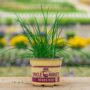 Chives – 6.5″ Pot
