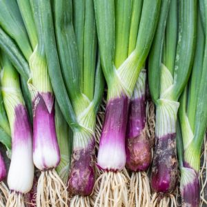 Bunchin Onion – Red Baron – 4″ Pot