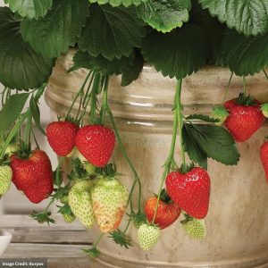 Strawberry – Montana – 10″ Hanging Basket