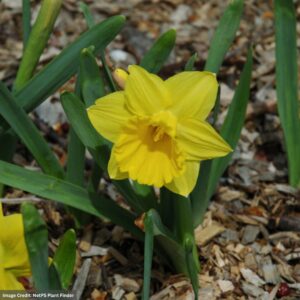 Daffodil – Marieke Yellow – 6″ Pot