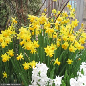 Daffodil – Tête-à-Tête Mini – 4″ Pot