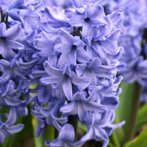 Hyacinth – Blue Star – 4″ Pot