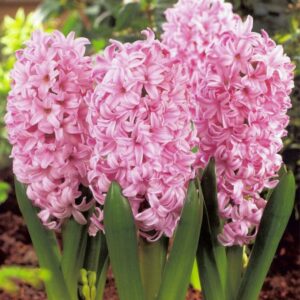 Hyacinth Pink Surprise – 4″ Pot