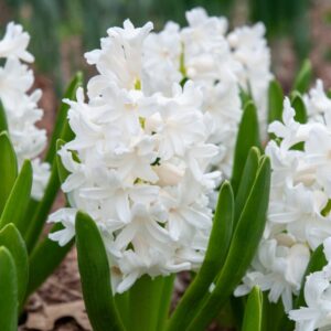 Hyacinth – Aiolos White – 4″ Pot