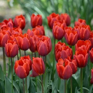 Tulip – Couleur Cardinal Red – 6″ Pot