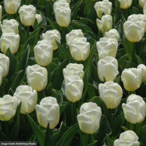 Tulip – Calgary White – 6″ Pot