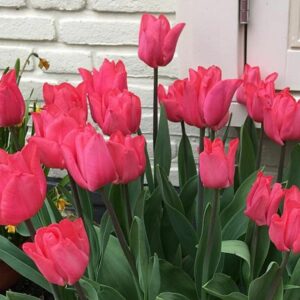 Tulip – Lydia Pink – 8″ Pot