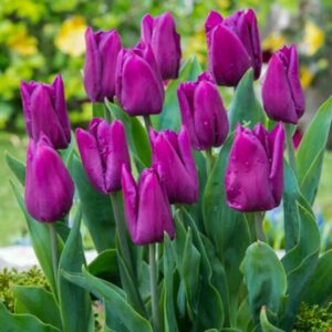 Tulip – Endurance Purple – 8″ Pot