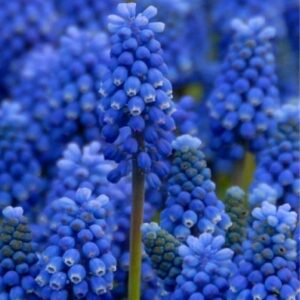 Muscari – Blue Magic – 4″ Pot