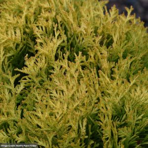 Arborvitae – Autumn Moon – #3 Container