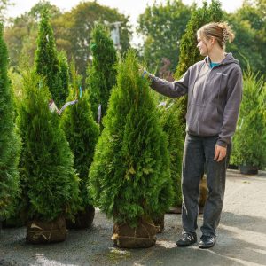 Arborvitae – Emerald Green – 3-4ft – B&B