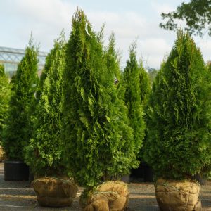 Arborvitae – Emerald Green – 5-6ft – B&B