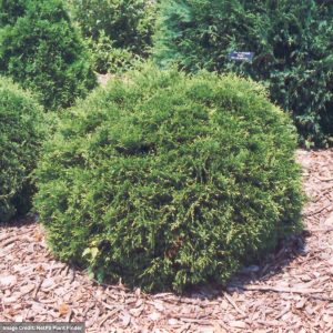 Arborvitae – Hetz Midget – #3 Container