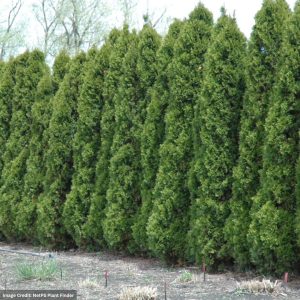 Arborvitae – Wintergreen – 6-7ft – B&B