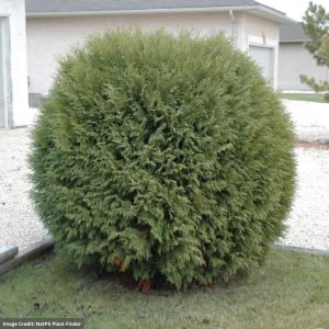 Arborvitae – Woodwardii – 18-24″ – B&B