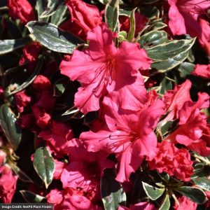 Azalea – Silver Sword – #3 Container