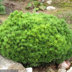 Mugo Pine – Dwarf Mops – #3 Container