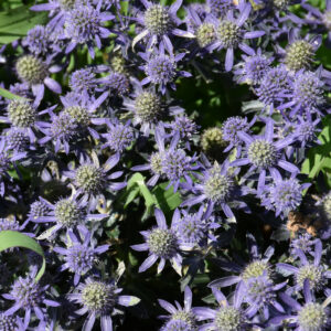 Eryngium Planum – Blue Hobbit – #1 Contianer