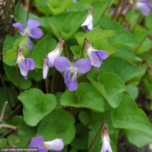Viola (Violet Sororia) – Wooly Blue – 1 Qt Container