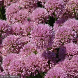 Allium (Ornamental Onion) – Millenium – #1 Container