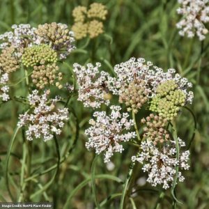Milkweed (Asclepias Verticillata) – Whorled – 3.25″ Container