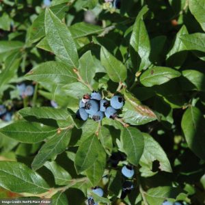 Blueberry – Lowbush – #1 Container