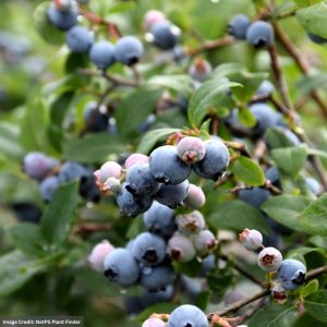 Blueberry – Blue Jay Highbush – #2 Container
