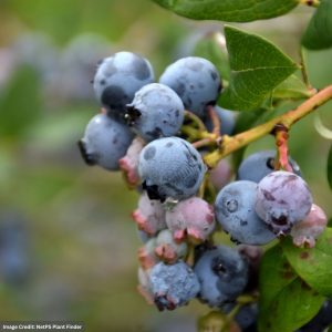 Blueberry – Darrow Highbush – #1 Container