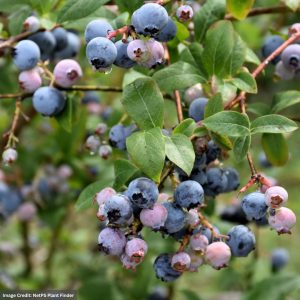 Blueberry – Earliblue Highbush – #2 Container