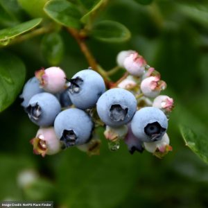 Blueberry – Elliott Highbush – #2 Container